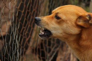 What To Do After Being Bitten By A Dog in Arizona