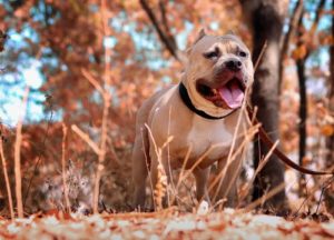 Pitbull Dog Attacks In Arizona
