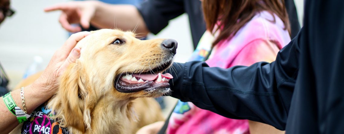 What To Do If Your Child Is Bitten By A Dog In Phoenix Archives 