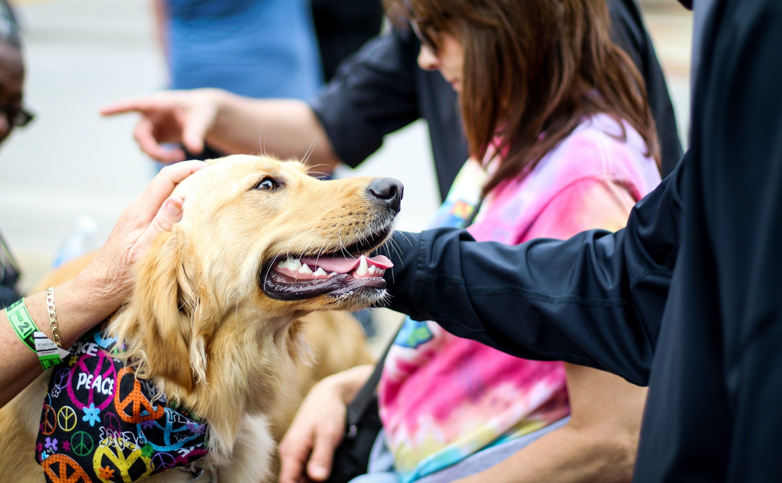Child Bitten By a Dog in Phoenix