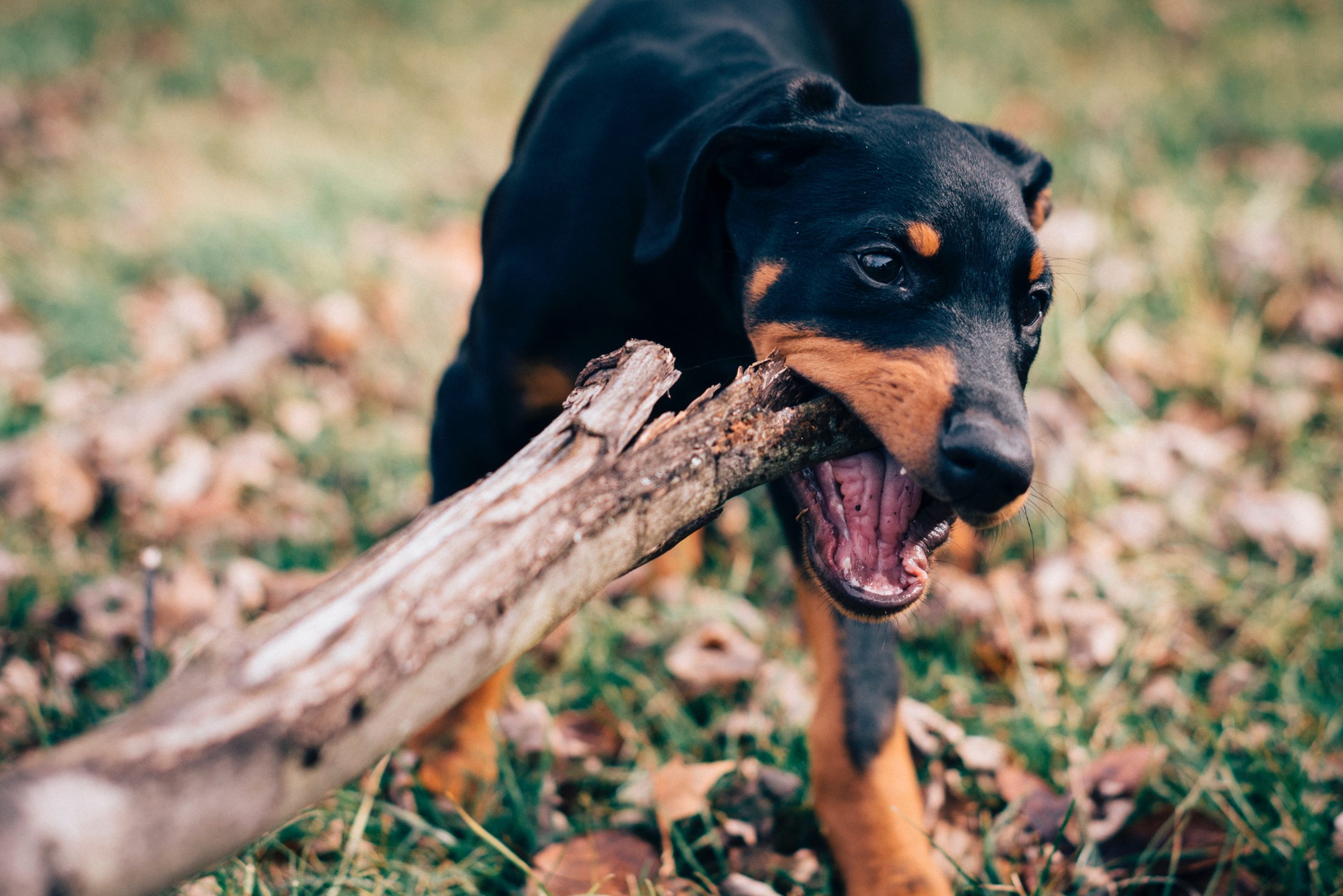 2.5 What is Dog Owner Liability in Arizona?