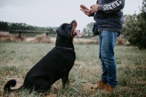 Why Dogs Bite and How to Prevent It