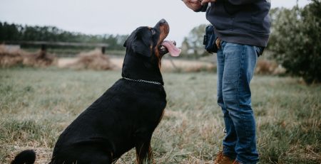 Why Dogs Bite and How to Prevent It