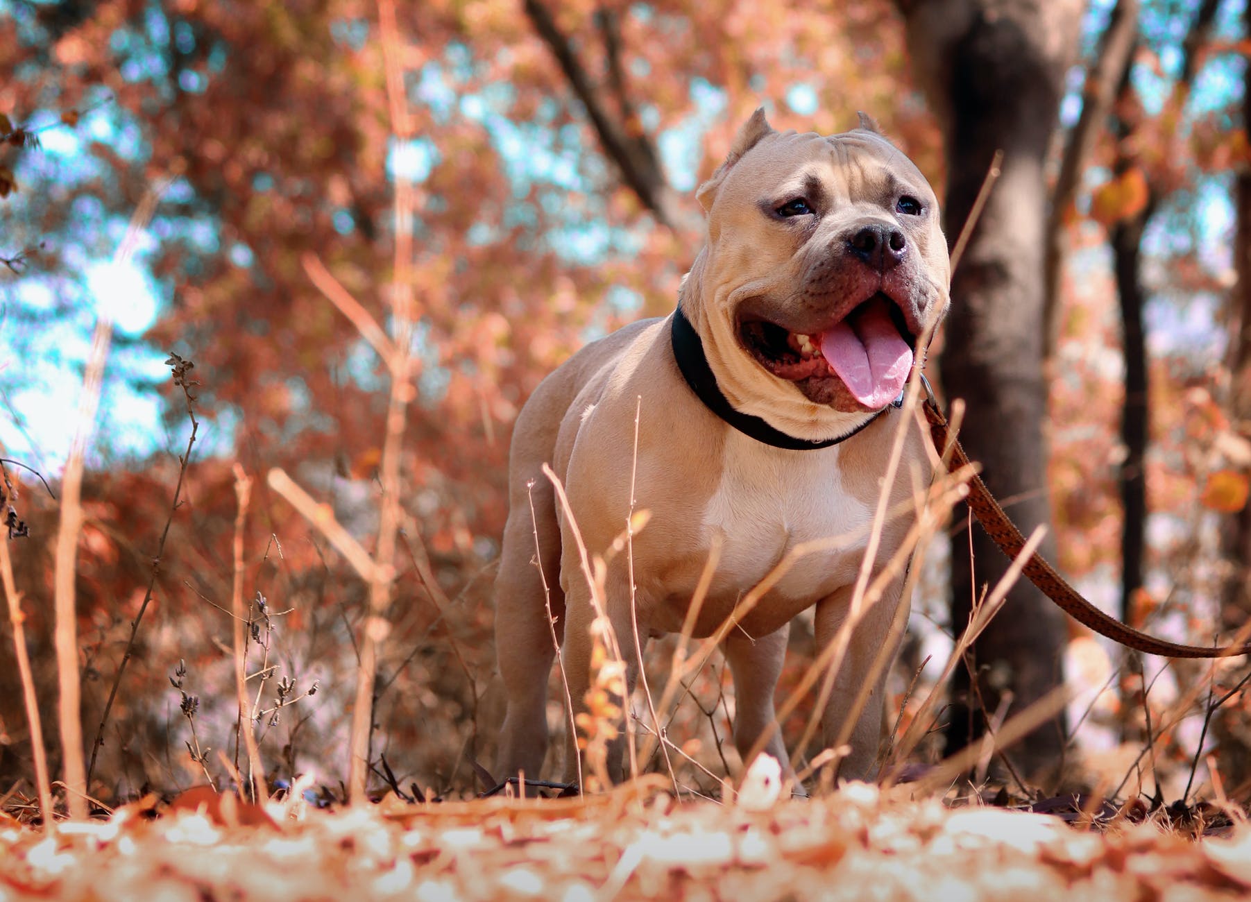 kazanmak-son-derece-nemli-tabak-why-do-dogs-bite-the-air-tridigiwet