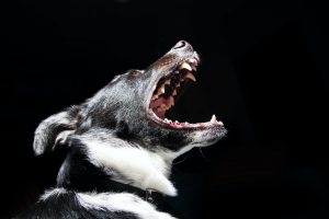 How Do You Build a Strong Arizona Dog Bite Injury Claim