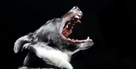 How Do You Build a Strong Arizona Dog Bite Injury Claim