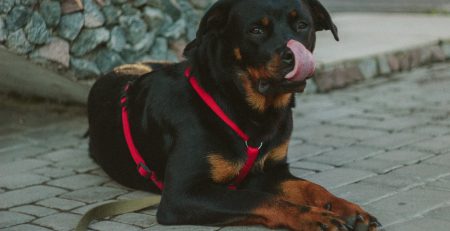 preventing dog bites in arizona