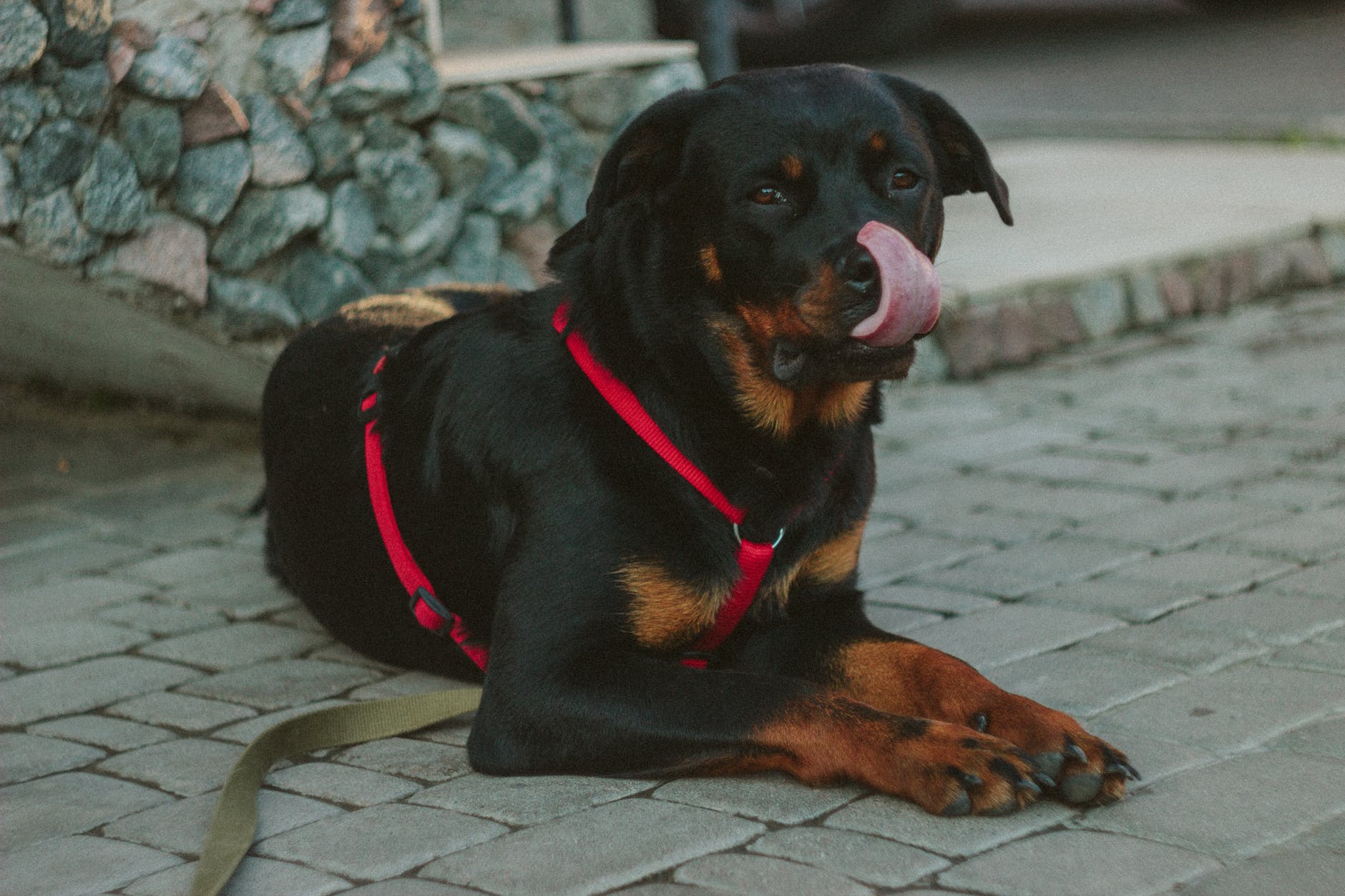 preventing dog bites in arizona
